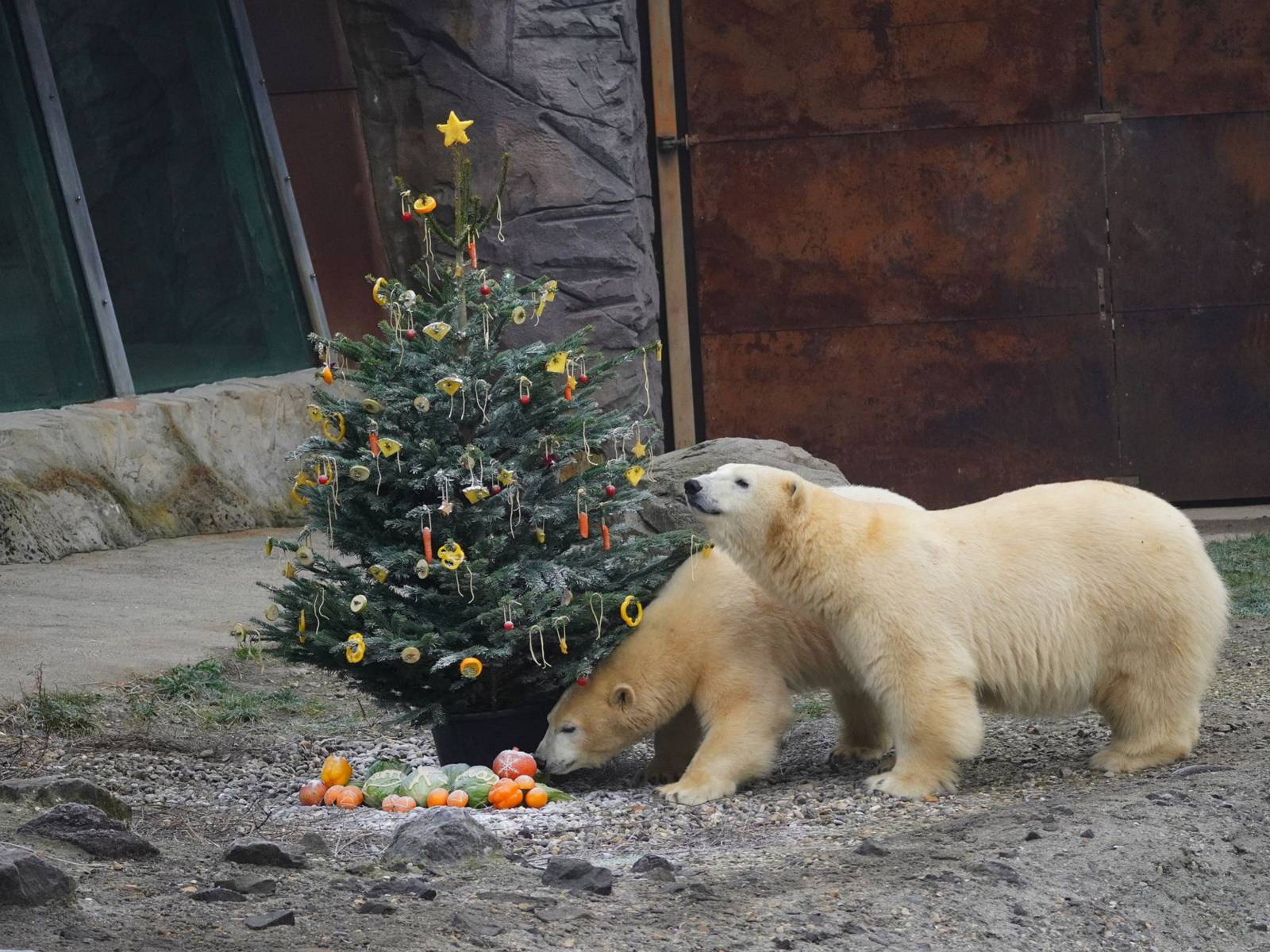 Zwei Eisbären im Zoo an geschmücktem Tannenbaum.